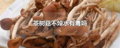 ​茶树菇必须焯水吗 茶树菇还用焯水吗