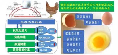 ​低聚果糖 低聚果糖可提高蛋鸡抗病力改善鸡蛋品质