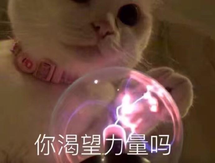 搞笑猫咪表情包精选：超级理直气壮