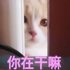 搞笑猫咪表情包精选：超级理直气壮