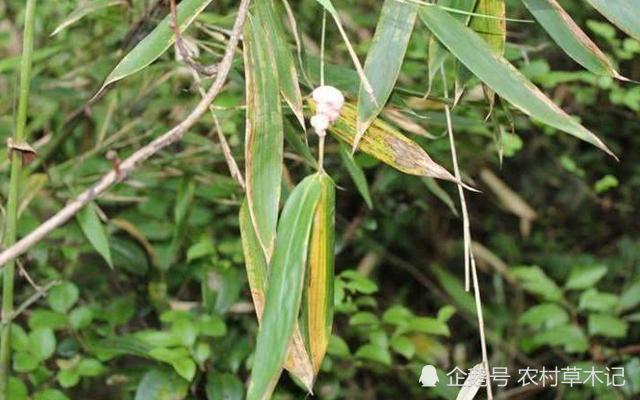 生在“竹子上”，一斤100元，农村见到，别再摘掉