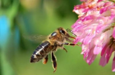 ​盘点世界十大群居动物 狮子榜上有名 蜜蜂荣登榜首